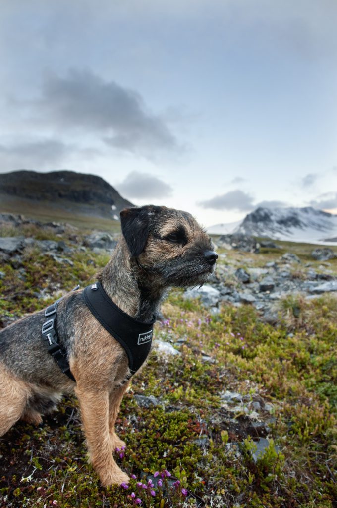 Jämtlandstriangeln u2013 Nomad